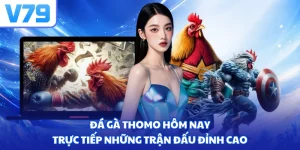 Đá gà Thomo hôm nay - Trực tiếp những trận đấu đỉnh cao